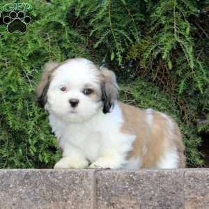 Honey Dew, Lhasa Apso Mix Puppy